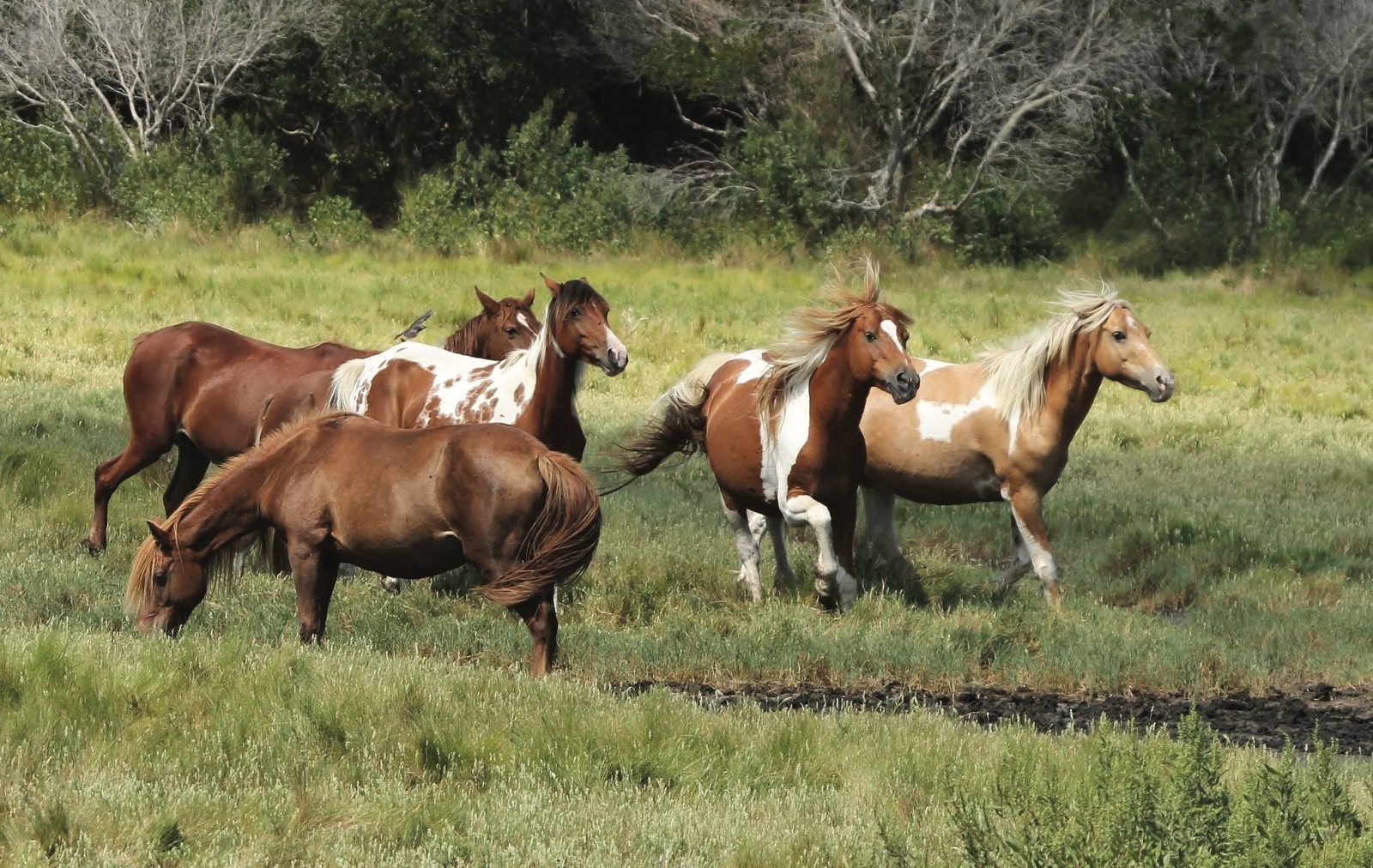 Chincoteague wild ponies