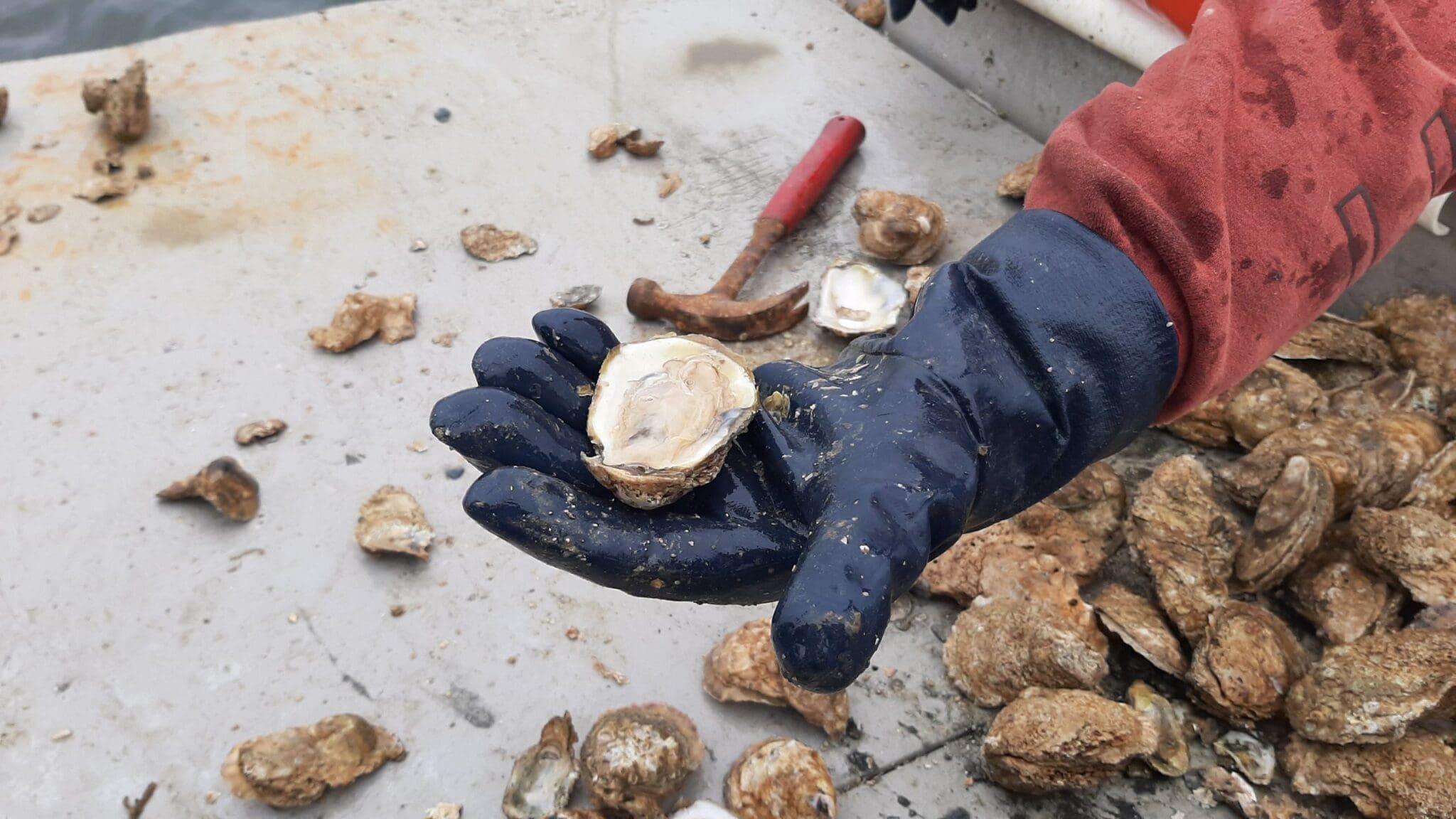 Tides Inn Oyster Academy